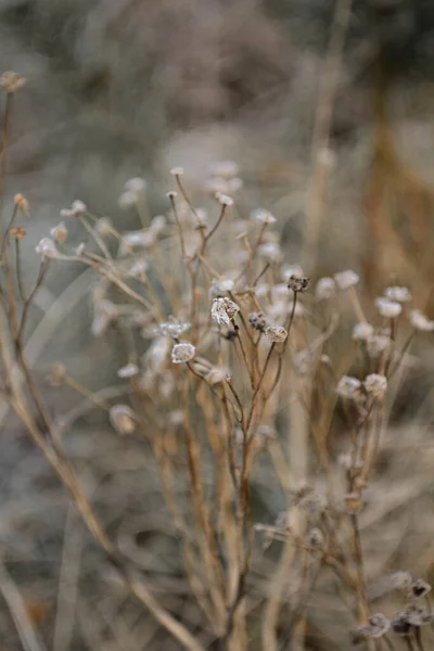 Riga Latvia Dezembro 2020 Flores Congeladas Natureza Letã — Fotografia de Stock