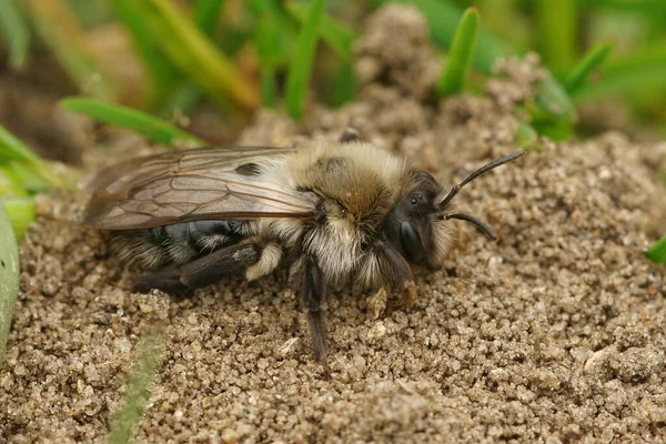Крупним Планом Знімок Жіночої Сірої Видобувної Бджоли Землі — стокове фото