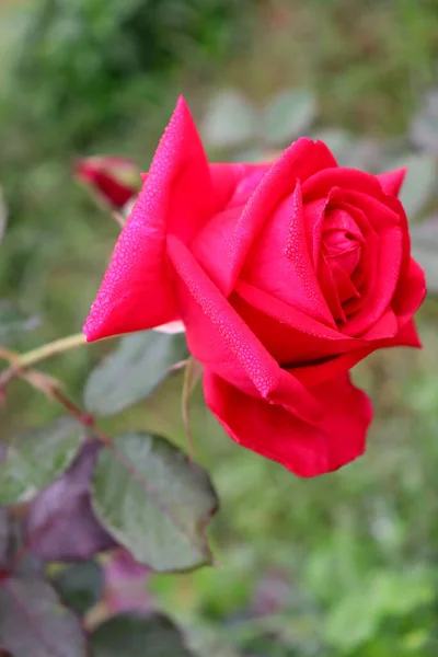 一朵盛开的红玫瑰的垂直拍 — 图库照片