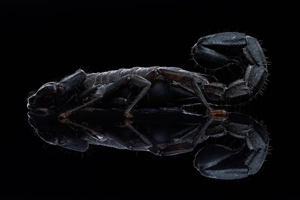 Närbild Bild Svart Skorpion Isolerad Svart Bakgrund — Stockfoto
