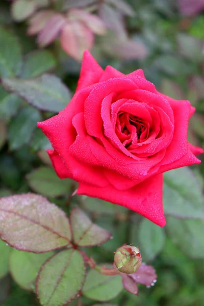 Vertikal Bild Blommande Röd Ros Trädgård — Stockfoto