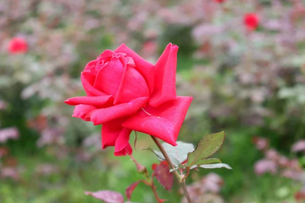 Selective Focus Shot Blooming Pink Rose — Stock Photo, Image