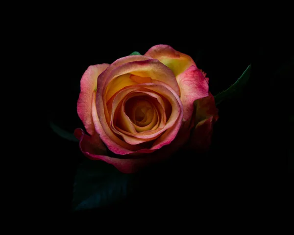 Eine Nahaufnahme Einer Mehrfarbigen Rose Auf Schwarzem Hintergrund — Stockfoto