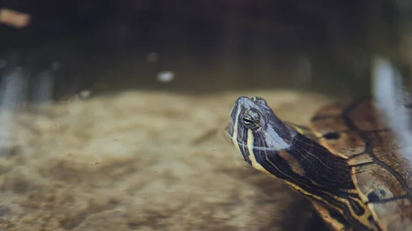 一只乌龟在水族馆里游泳 — 图库照片