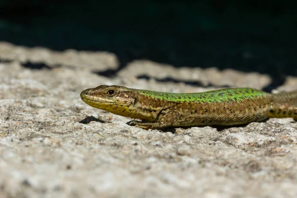 Gros Plan Lézard Sur Rocher — Photo