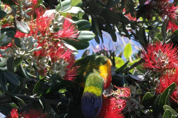 Rainbow Lorikeet Feeding Red Bottlebrushes Also Named Callistemon Australia Sydney — Stock Photo, Image