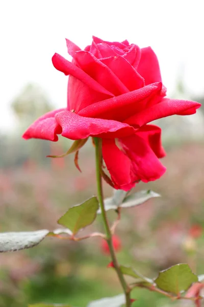 Ένα Κάθετο Πλάνο Ενός Ανθισμένου Κόκκινου Τριαντάφυλλου Έναν Κήπο — Φωτογραφία Αρχείου