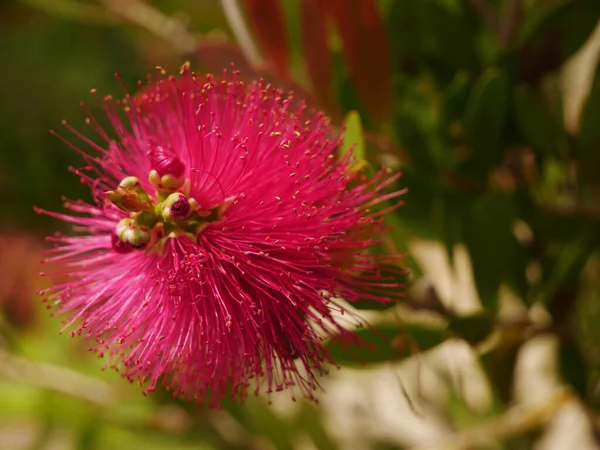 Molto Grazioso Fiore Colorato Della Stagione Primaverile Estiva — Foto Stock