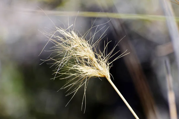 Une Prise Vue Sélective Herbe Dorée Sèche Dans Champ — Photo