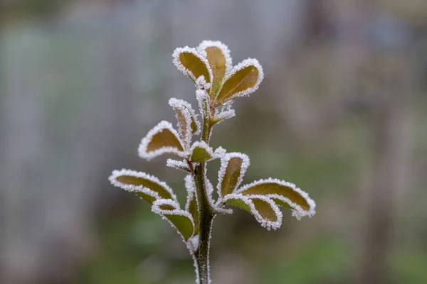 Close Plantas Congeladas — Fotografia de Stock