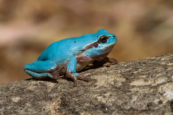 Enfoque Selectivo Shotg Hyla Meridionalis Azul Rama Del Árbol —  Fotos de Stock