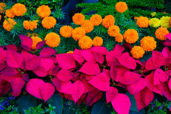 Enfoque Selectivo Hermosas Flores Caléndula Rosa Jardín — Foto de Stock
