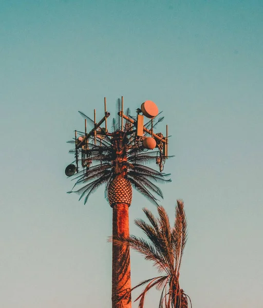 기지가 야자나무의 — 스톡 사진