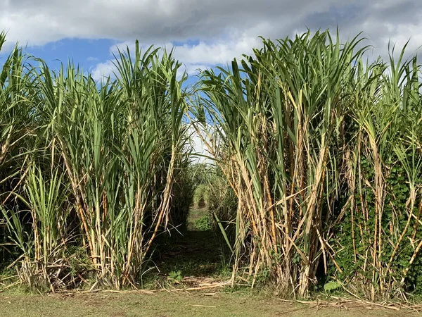 Zbliżenie Ujęcia Ścieżki Farmy Trzciny Cukrowej Wyspie Maui Hawaje — Zdjęcie stockowe