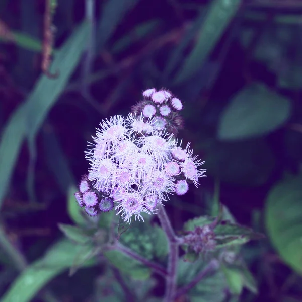 Ένα Κοντινό Πλάνο Ενός Όμορφου Άγριου Λουλουδιού Ageratum Άνθος — Φωτογραφία Αρχείου