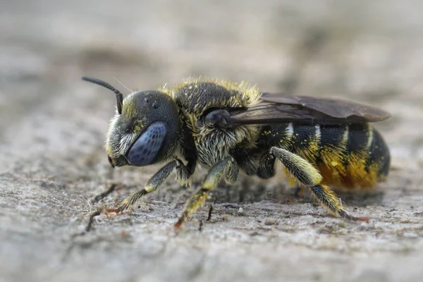 Een Close Van Een Vrouwelijke Draaiende Mason Bee Osmia Spinulosa — Stockfoto