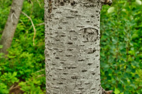 Een Selectieve Focus Shot Van Een Getextureerde Boom Met Groen — Stockfoto