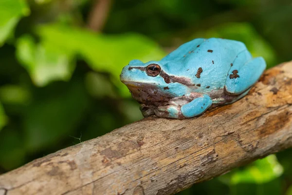 Een Selectieve Focus Shot Van Blauwe Hyla Meridionalis Boomtak — Stockfoto