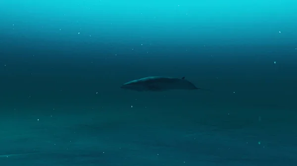 Closeup Rorqual Whale Swimming Deep Blue Ocean Water Underwater Scene — Stockfoto