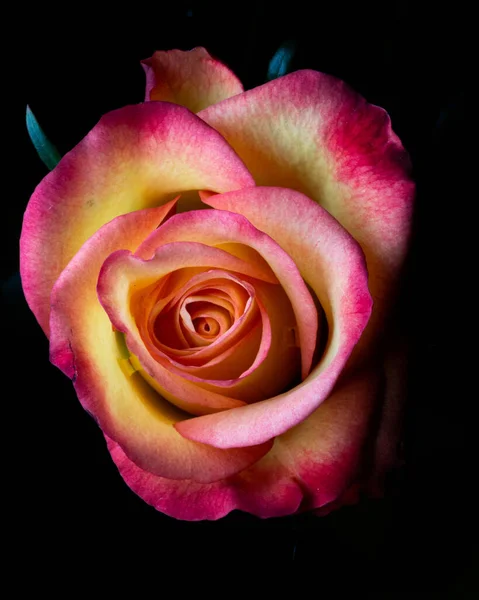 Ένα Κοντινό Πλάνο Ενός Πολύχρωμου Τριαντάφυλλου Μαύρο Φόντο — Φωτογραφία Αρχείου