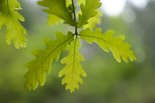 Yeşil Meşe Yapraklarının Yakın Çekimi — Stok fotoğraf