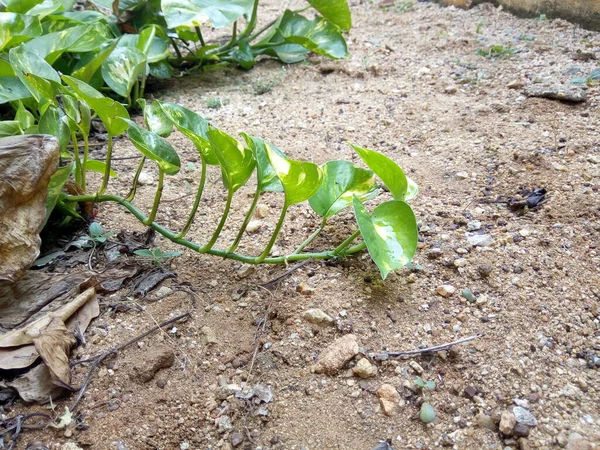 庭の地面に落ちた小さな枝 — ストック写真