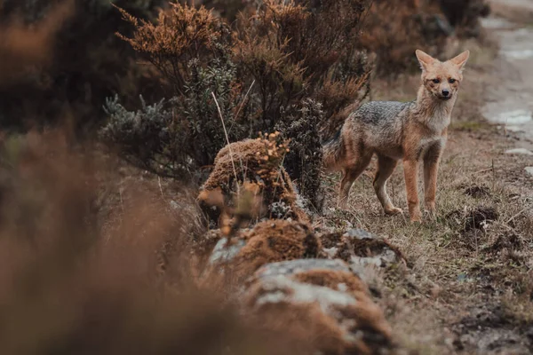 一只狐狸站在森林覆盖的山上的特写镜头 — 图库照片