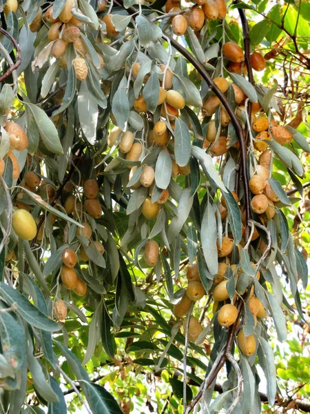 Vertical Shot Jida Tree Ripe Fruits — Stock Photo, Image