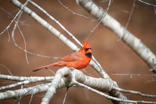 Cardeal Vermelho Brilhante Empoleirado Uma Árvore Durante Inverno Geórgia — Fotografia de Stock