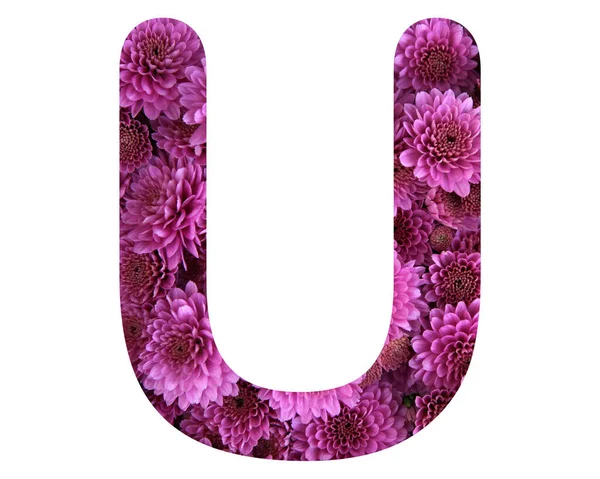 Изолированное Письмо Состоящее Розовых Цветков Хризантемы Белом Фоне — стоковое фото