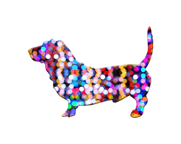 Cão Isolado Dachshund Composto Luzes Coloridas Bokeh Backgroundv — Fotografia de Stock