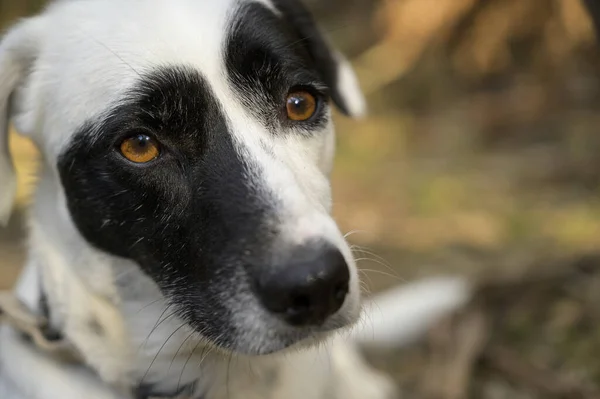 Kameraya Bakan Sevimli Bir Köpeğin Yakın Çekimi — Stok fotoğraf