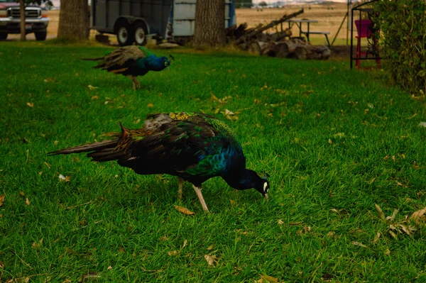 Closeup Shot Peacocks Lawn Farmland — Stock Photo, Image