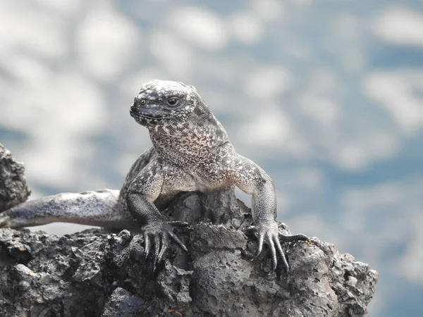 Närbild Marin Leguan Galapagosöarna — Stockfoto