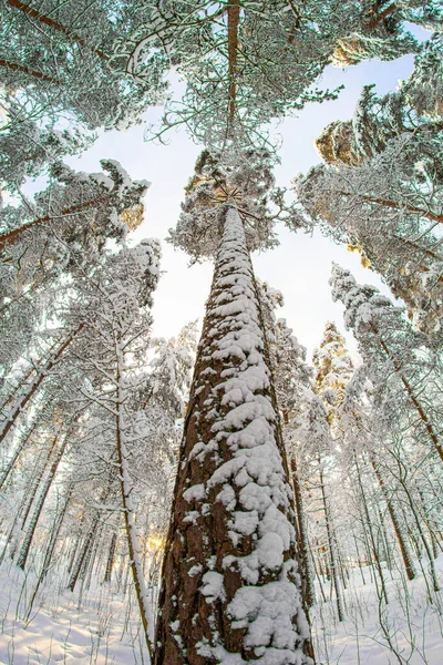 Colpo Basso Alberi Innevati Nella Foresta Una Giornata Limpida — Foto Stock