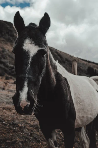 Ritratto Verticale Cavallo Bianco Nero Azienda — Foto Stock