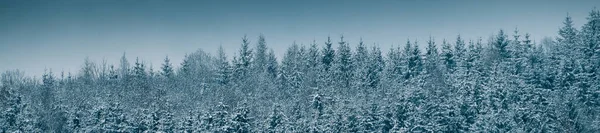 숲으로 뒤덮인 눈덮인 — 스톡 사진