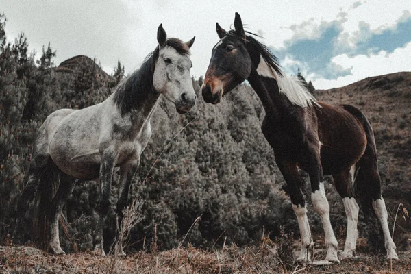 Tiro Close Cavalos Fazenda Perto Das Colinas Florestadas — Fotografia de Stock