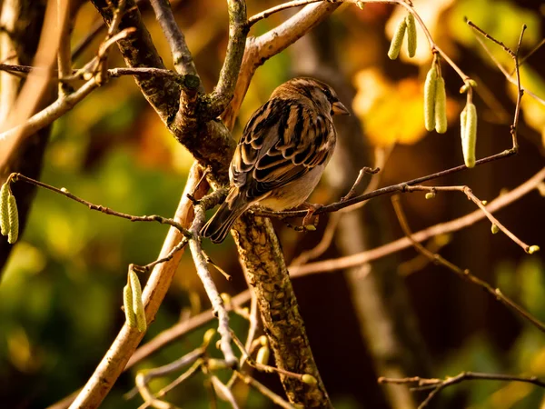 Een Selectieve Focus Shot Van Een Mus Hoog Een Tak — Stockfoto