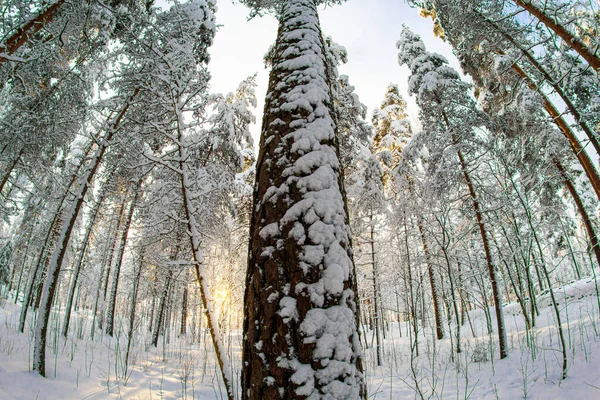 Nízký Úhel Záběru Zasněžených Stromů Lese Jasného Dne — Stock fotografie