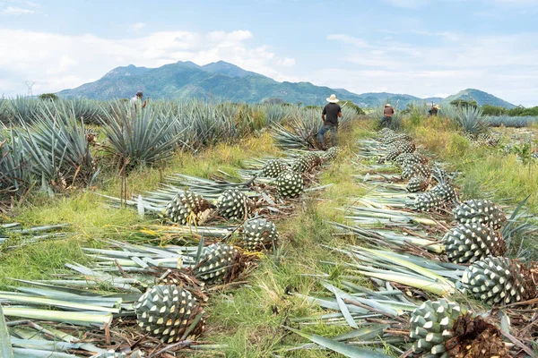 Una Vista Trasera Los Agricultores Corta Plantas Agave Azul Una —  Fotos de Stock