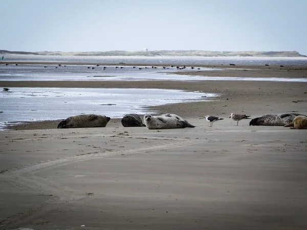 Die Seehunde Strand — Stockfoto