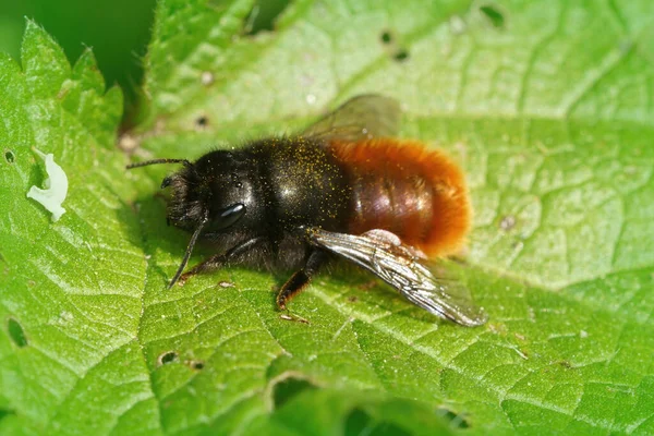 Κοντινό Πλάνο Μιας Θηλυκής Κερασφόρου Μέλισσας Όσμια Κορνουτά Ένα Πράσινο — Φωτογραφία Αρχείου