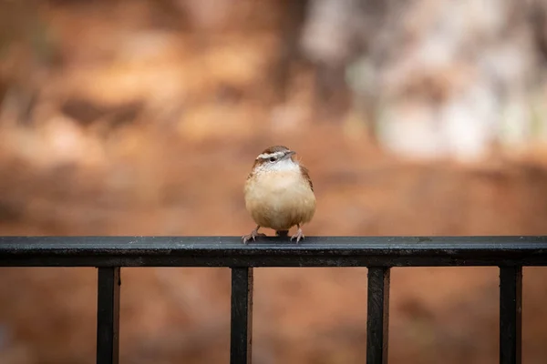 Carolina Wren Ült Vas Kerítés Ősszel Grúziában — Stock Fotó