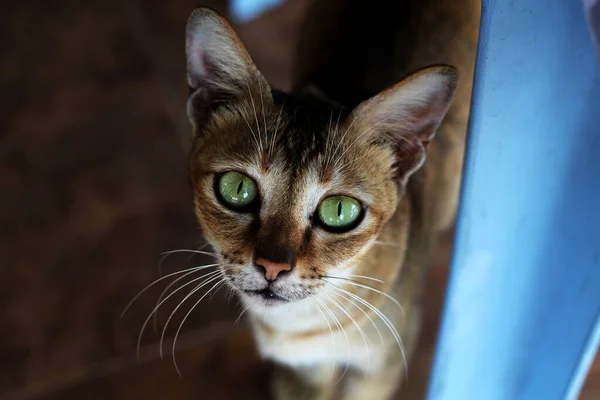 Ein Nahaufnahme Porträt Einer Entzückenden Gestromten Katze Die Mit Schönen — Stockfoto