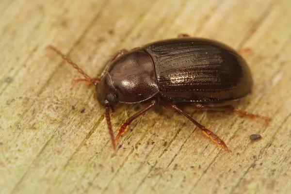 Hochwinkel Makroaufnahme Eines Darkling Beetle Nalassus Laevioctostriatus — Stockfoto