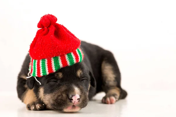 Gros Plan Chiot Nouveau Avec Chapeau Sur Fond Isolé — Photo