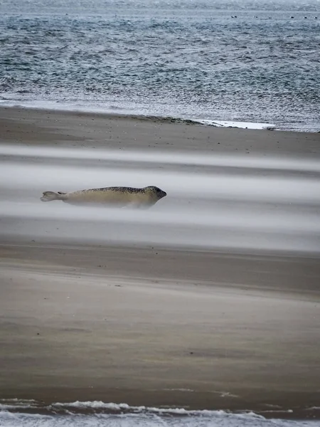 Een Verticaal Schot Van Een Pelsrob Het Zandstrand — Stockfoto