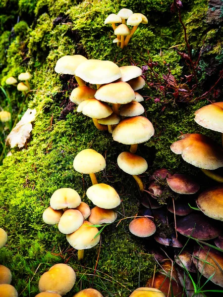 Vertical Shot Honey Mushrooms — Stock Photo, Image