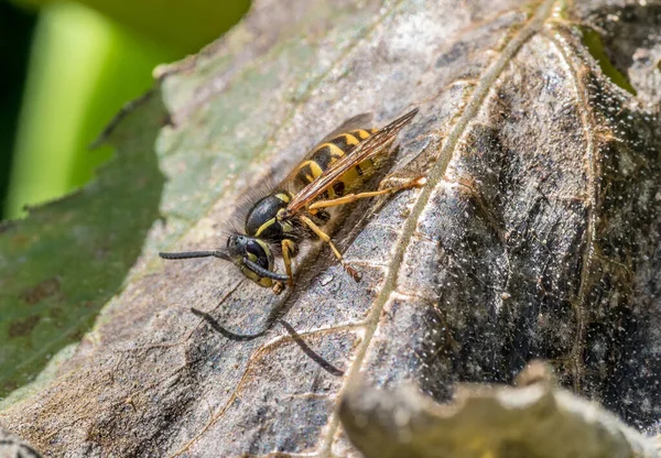 Plan Rapproché Une Guêpe Sur Une Feuille — Photo